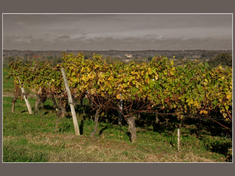 BLOG-IMG_0873-vigne et plaine effet couleur BLOG-IMG_0873-vigne et plaine effet couleur