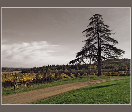 BLOG-IMG_0877-cèdre vigne Montus plaine Bigorre effet couleur BLOG-IMG_0877-cèdre vigne Montus plaine Bigorre effet couleur