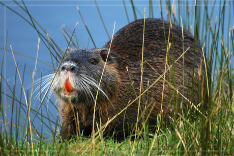 BLOG-DSC_6150-ragondin Audenge