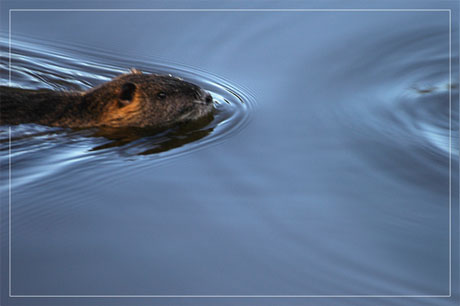 BLOG-DSC_6152-nage ragondin Audenge