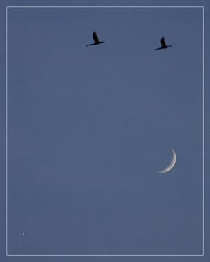 BLOG-DSC_6445-haut dans le ciel, spatules, lune et étoile