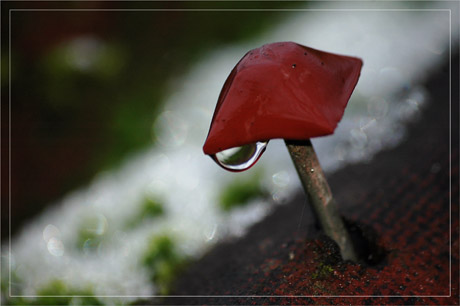 BLOG-DSC_6584-clou et neige