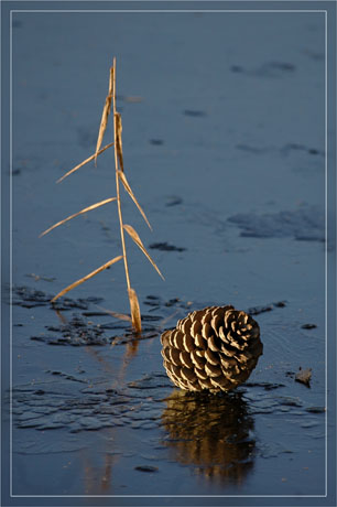 BLOG-DSC_6658-pomme de pin étang gelé