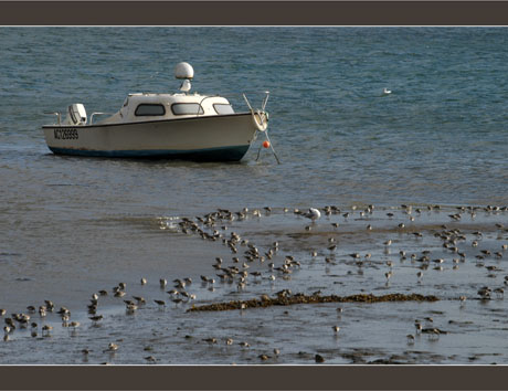 BLOG-DSC_6787-bateau et huîtriers
