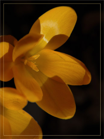 BLOG-DSC_6864-1er crocus