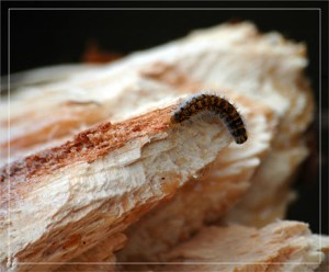 BLOG-DSC_6932-chenille sur pin cassé