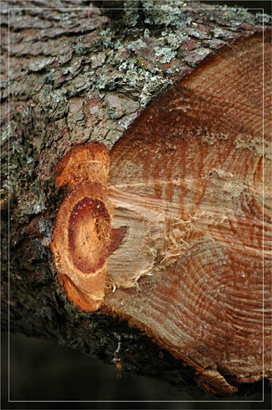 BLOG-DSC_6939-pin tronçonné BLOG-DSC_6939-pin tronçonné