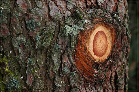 BLOG-DSC_6940-pin tronçonné