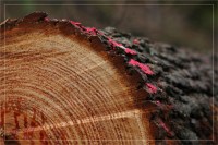 BLOG-DSC_6941-pin tronçonné