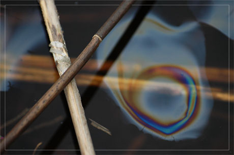 BLOG-DSC_6964-roseaux hydrocarbures