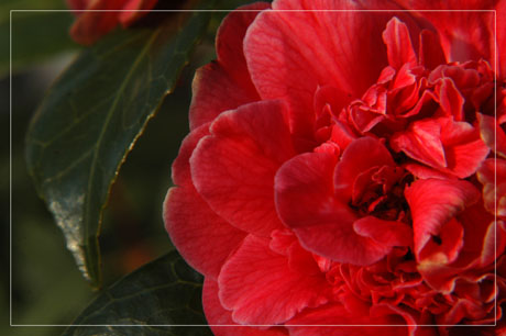 BLOG-DSC_7739-camélia