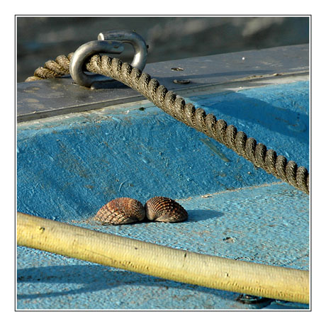 BLOG-DSC_7472-coque bleue, corde, tuyau, coquillages