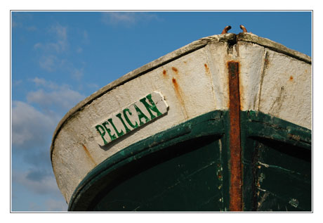 BLOG-DSC_7813-Pélican