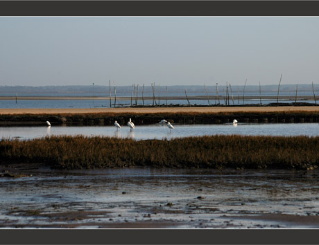BLOG-DSC_7819-herbiers Meyran , Bassin, spatules et aigrette BLOG-DSC_7819-herbiers Meyran , Bassin, spatules et aigrette