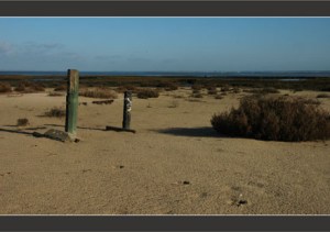 BLOG-DSC_7827-piquets d'amarrage, sable et salicorne Meyran