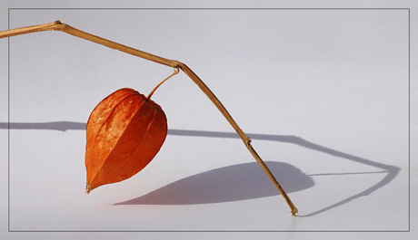 BLOG-DSC_7927-physalis et son ombre