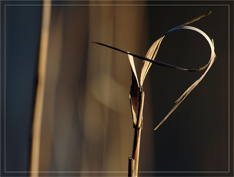 BLOG-DSC_8108-tiges roseaux étang