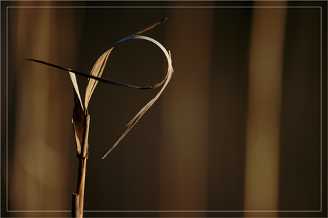 BLOG-DSC_8109-tiges roseaux étang