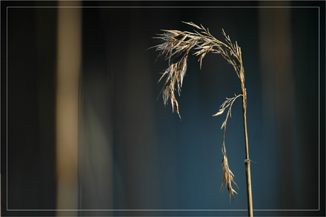 BLOG-DSC_8110-roseau étang