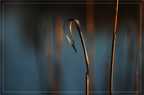 BLOG-DSC_8120-tiges roseaux étang