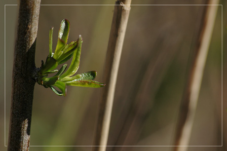 BLOG-DSC_8200-pousse bacchatis  et tiges roseaux