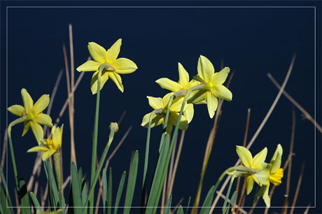 BLOG-DSC_8206-jonquilles parc ornitho