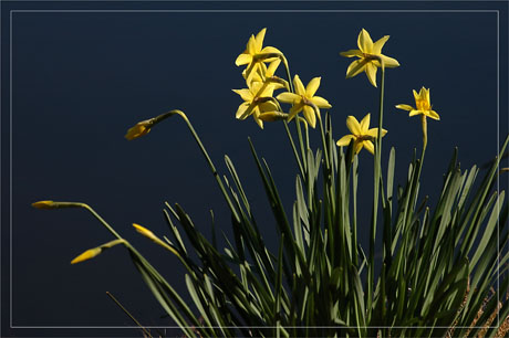 BLOG-DSC_8210-jonquilles parc ornitho