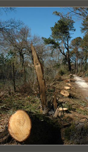 BLOG-DSC_8230-allée conifères après Klaus