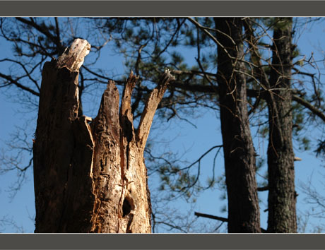 BLOG-DSC_8233-conifères après Klaus