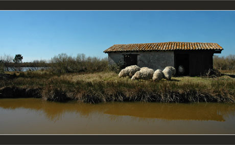 BLOG-DSC_8284-maisonnette parc et moutons