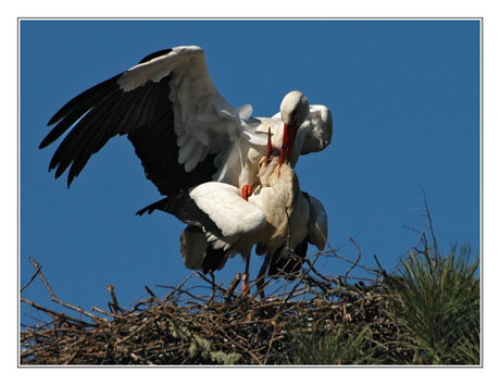 BLOG-DSC_8313-couple cigognes