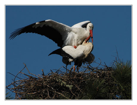 BLOG-DSC_8314-couple cigognes