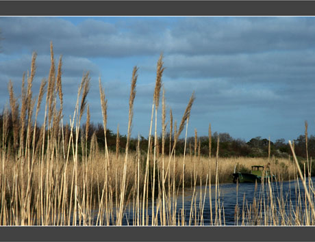 BLOG-DSC_8533-Roseaux Graveyron et bateau Certes