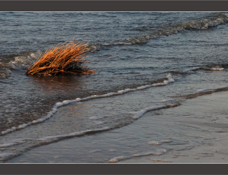 BLOG-DSC_8594-herbes et vaguelettes