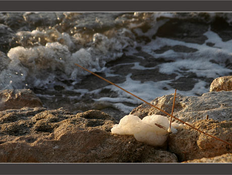 BLOG-DSC_8606-mousse brindilles rochers vagues