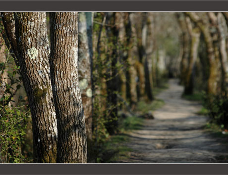 BLOG-DSC_8683-allée de chênes