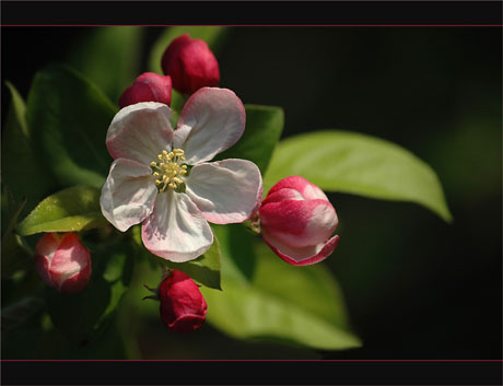 BLOG-DSC_8696-fleur et boutons pommier