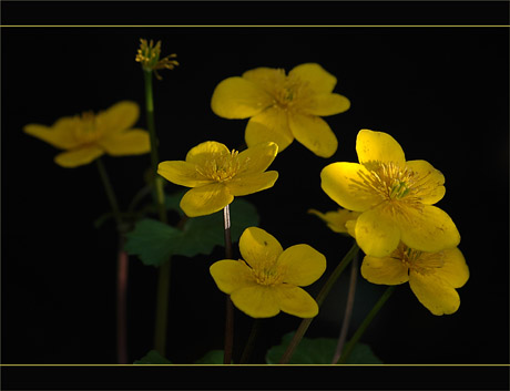 BLOG-DSC_8674-fleurs marais