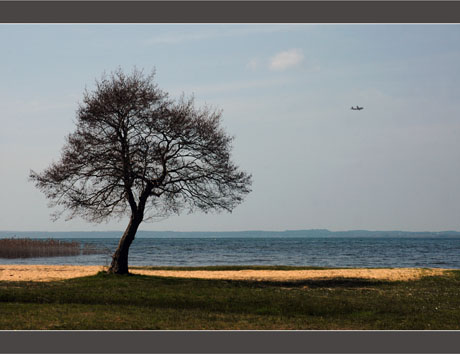 BLOG-DSC_8721-arbre et vol Bréguet Atlantic lac Sanguinet