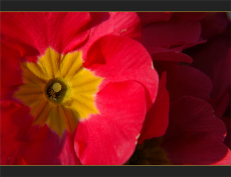 BLOG-DSC_8801-primevère rose BLOG-DSC_8801-primevère rose