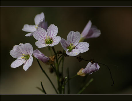 BLOG-DSC_8917-fleurs sous-bois Leyre