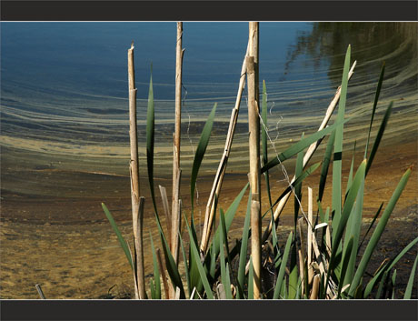 BLOG-DSC_8935-roseaux et pollen sur canal des plaines