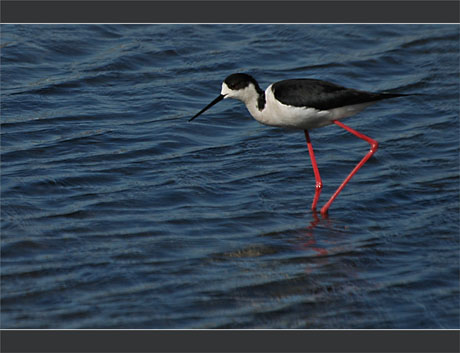 BLOG-DSC_9006-grande échasse