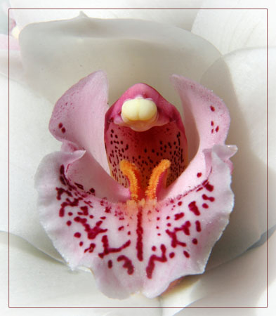 BLOG-DSC_9109-orchidée bord flou