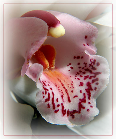 BLOG-DSC_9111-orchidée bord flou