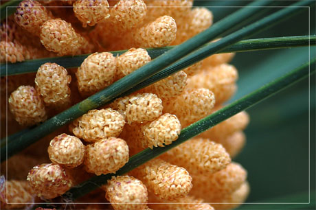 BLOG-DSC_9129-détail cône de pin