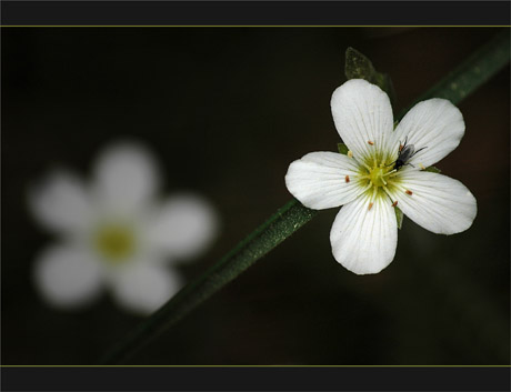 BLOG-DSC_9133-fleurettes blanches