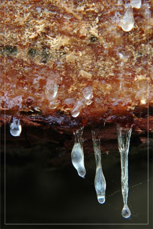 BLOG-DSC_9138-tronc coupé et résine