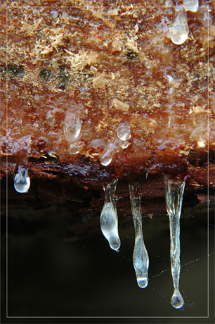 BLOG-DSC_9138-tronc coupé et résine