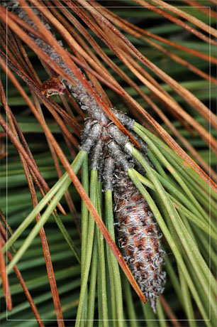 BLOG-DSC_9145-branche morte